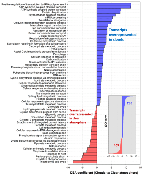 DEA coefficients of transcript overrepresentation in clouds (blue) compared with a clear atmosphere (red) associated with selected biological process GO terms are shown (39 GO terms out of 285 in total for clouds and 22 out of 109 for a clear atmosphere).